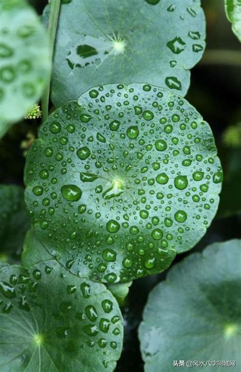 成金草 風水|財運滾滾 銅錢草的家居風水學